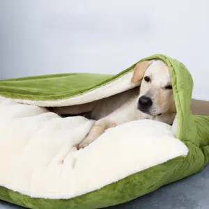 labrador installé dans un sac de couchage pour chien avec coussin intégré , vert sur le dessus et blanc à l'intérieur , l'un des pans qui recouvre est posé sur sa tête