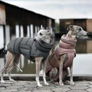 Deux grand chiens en extérieur avec leur doudoune manteau imperméable gris et rose.
