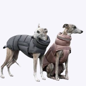 Deux grand chiens en extérieur avec leur doudoune manteau imperméable gris et rose.